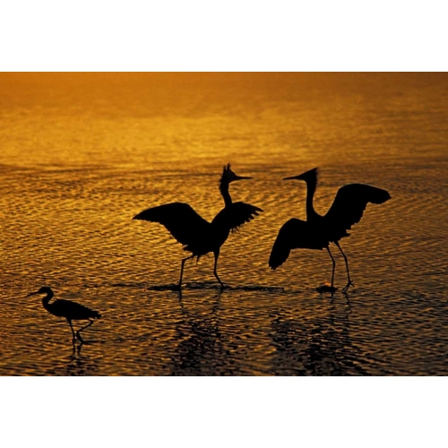 Silhouettes of reddish egrets in mating dance